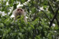 /album/kostarika-2014/white-faced-monkey-orez-jpg/