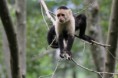 /album/kostarika-2014/white-faced-monkey-orez2-jpg/