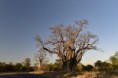 /album/afrika-2017/baobab-jpg/
