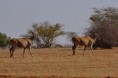 /album/afrika-2017/elandi-jpg/