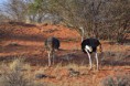 /album/afrika-2017/ostrich-jpg/