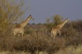 /album/afrika-2017/zirafy-jpg/